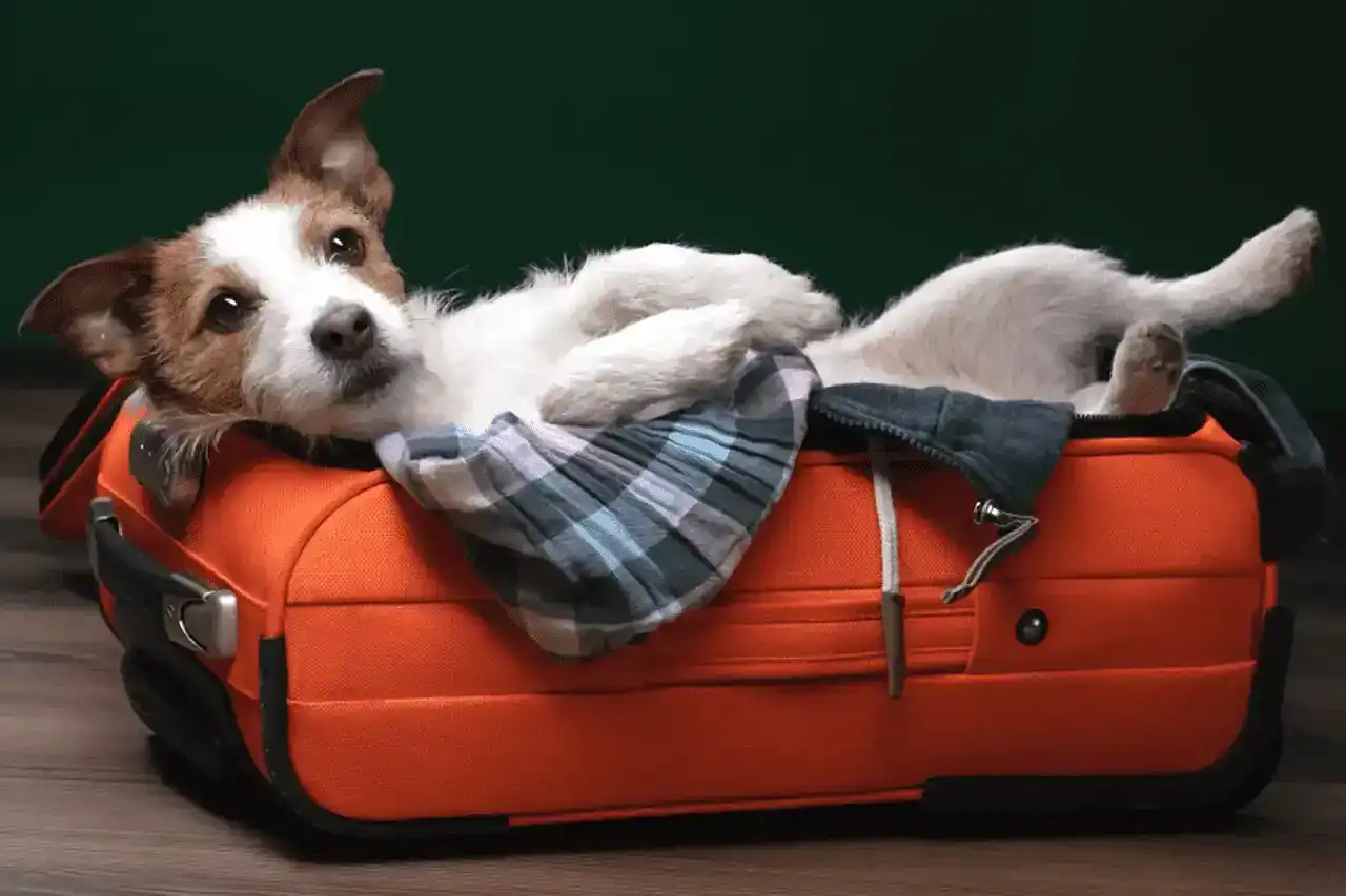 Certificado ICA para Mascotas: Guía Definitiva para Viajar e Importar Mascotas a Colombia